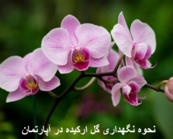 نحوه نگهداری گل ارکیده در آپارتمان