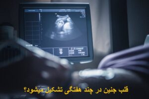 قلب جنین پسر و دختر در چند هفتگی تشکیل میشود؟ صدای آن کی شنیده می شود؟