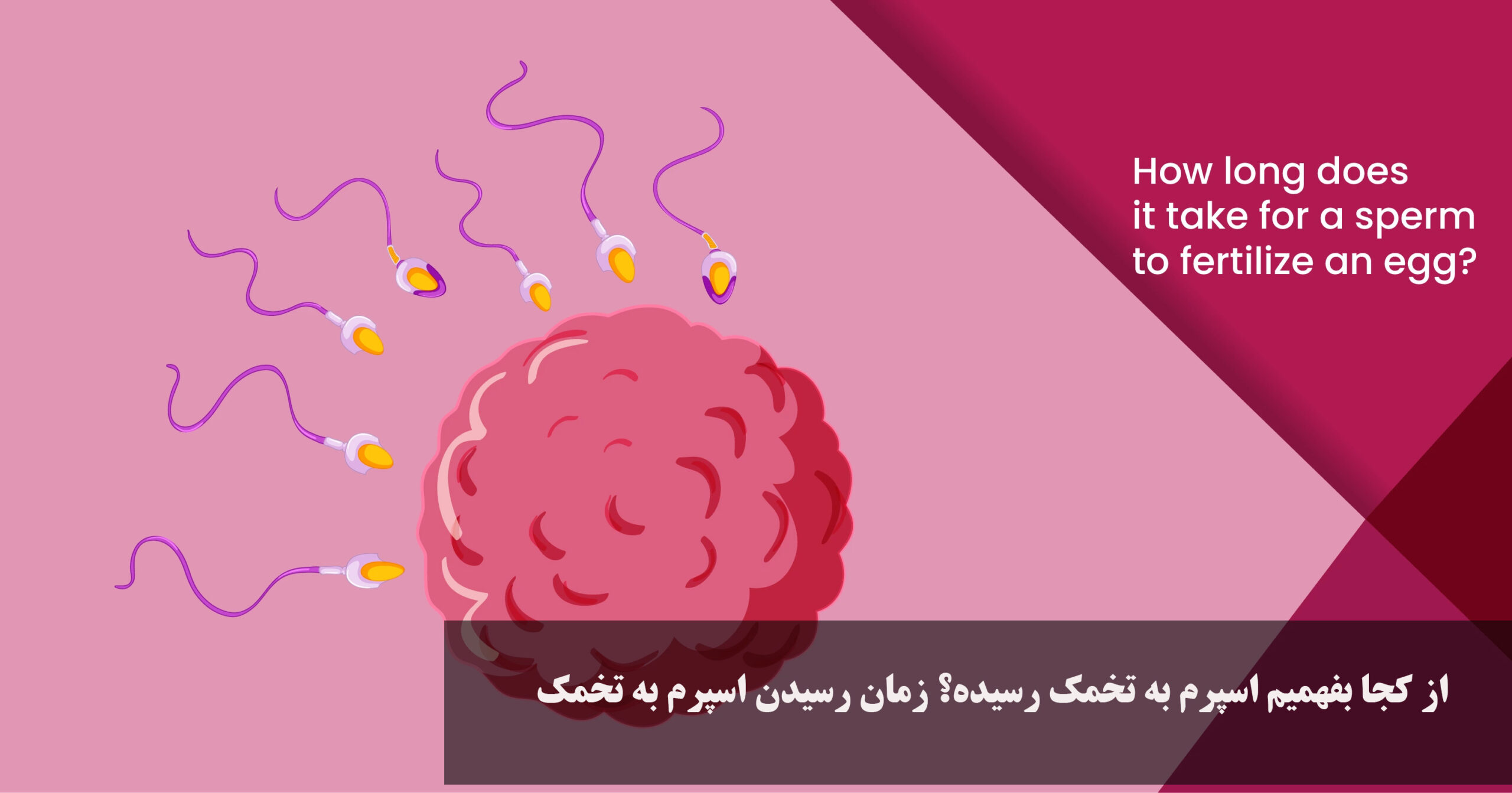 از کجا بفهمیم اسپرم به تخمک رسیده؟