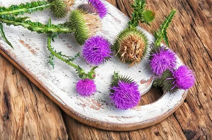 طرز تهیه دمنوش خار مریم برای کبد چرب