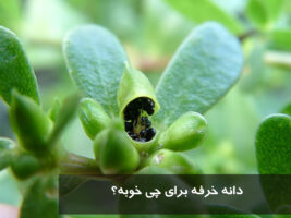 دانه خرفه برای چی خوبه؟