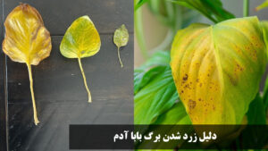 جلوگیری از زرد شدن برگ بابا آدم
