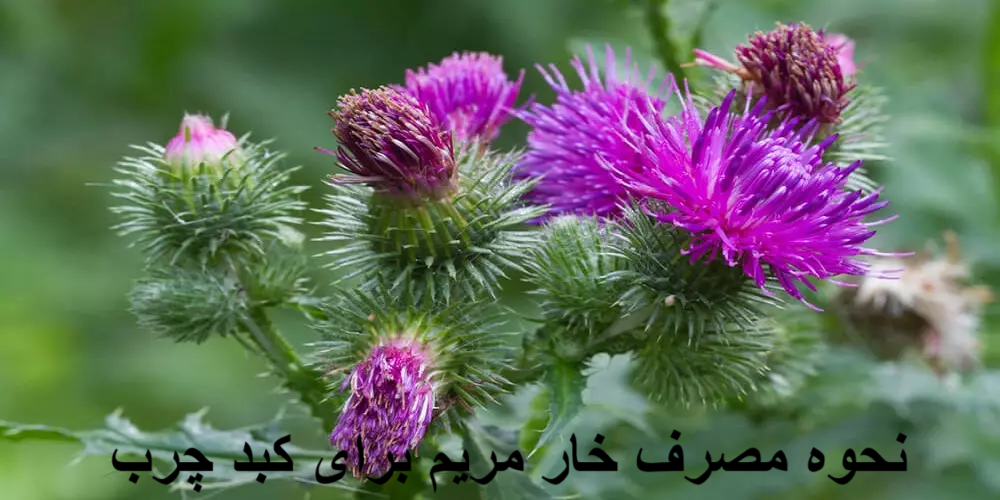 نحوه مصرف خار مریم برای کبد چرب