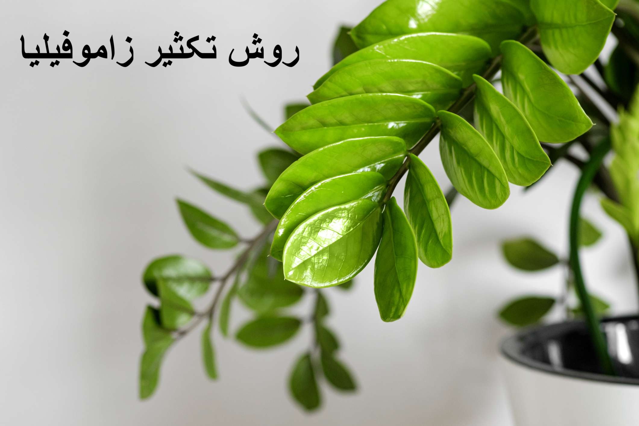 روش تکثیر زاموفیلیا