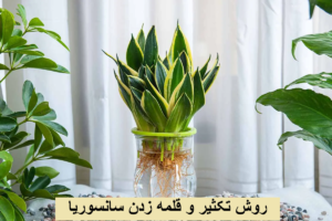روش تکثیر و قلمه زدن سانسوریا