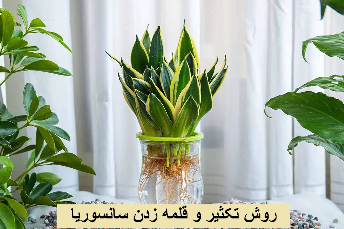 روش تکثیر و قلمه زدن سانسوریا