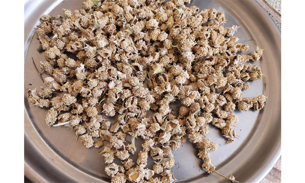 نحوه مصرف شکر تیغال برای سرفه