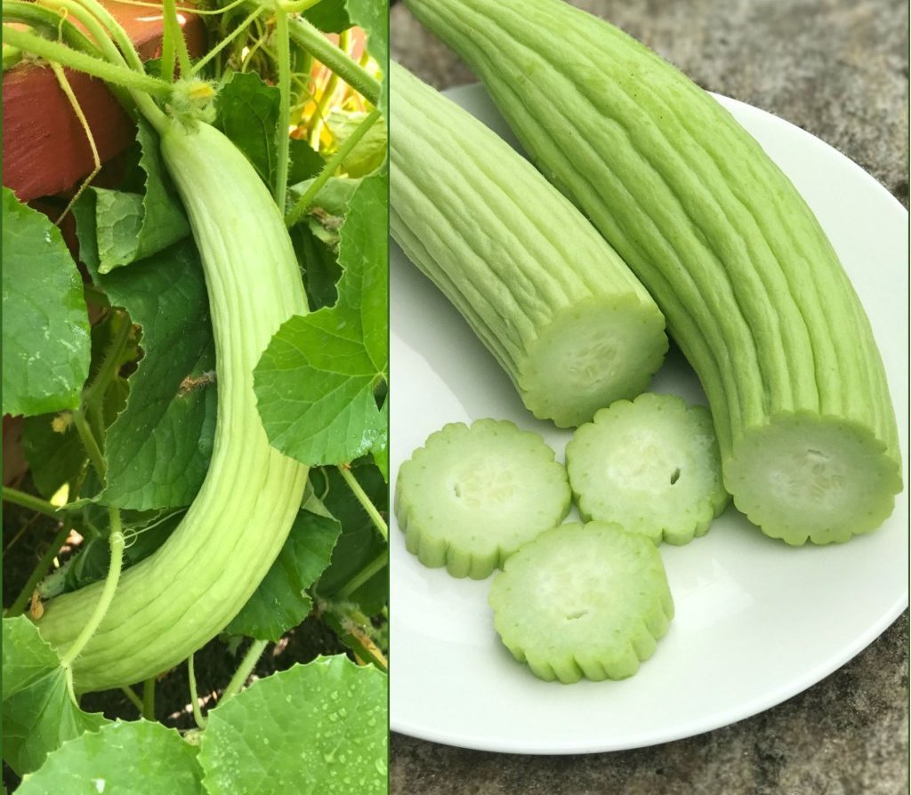 خواص خیار چنبر برای پوست