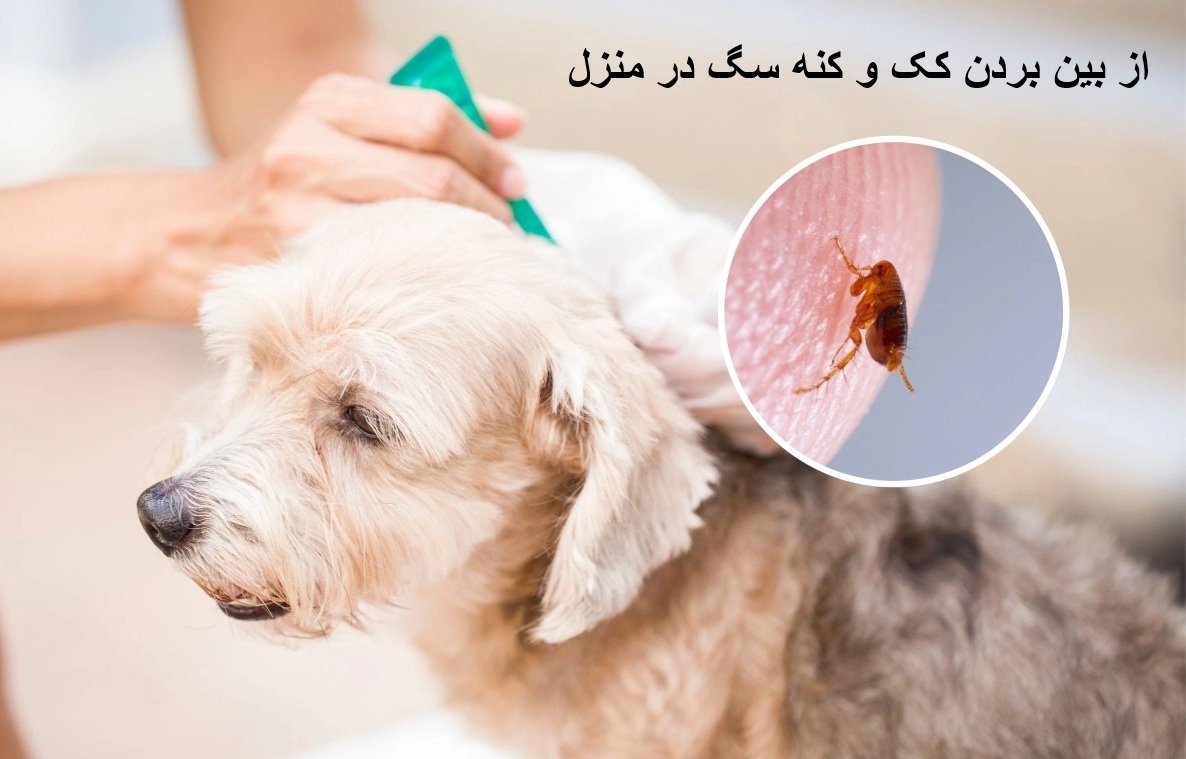 از بین بردن کک و کنه سگ در منزل