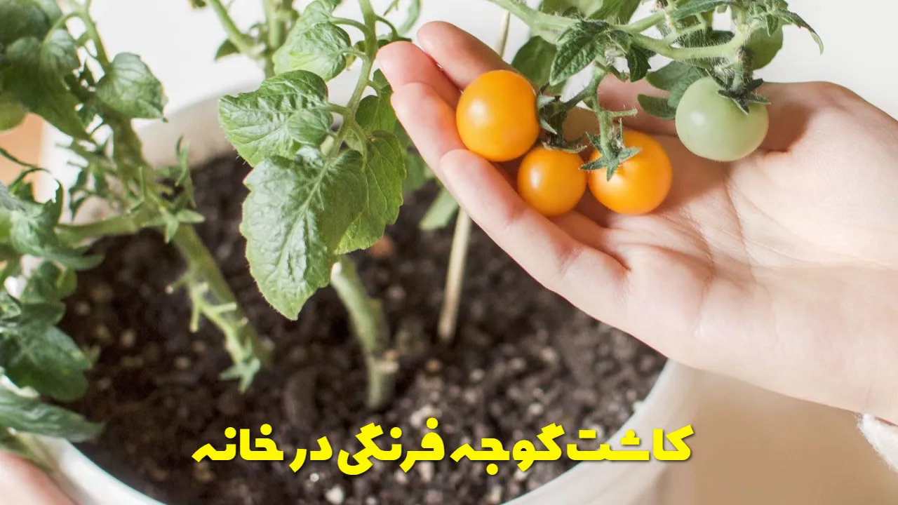 کاشت و پرورش گوجه فرنگی در خانه + آموزش + نحوه مراقبت، تکثیر و ….