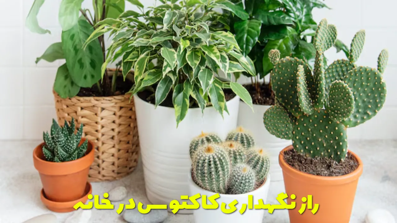 نگهداری کاکتوس در خانه