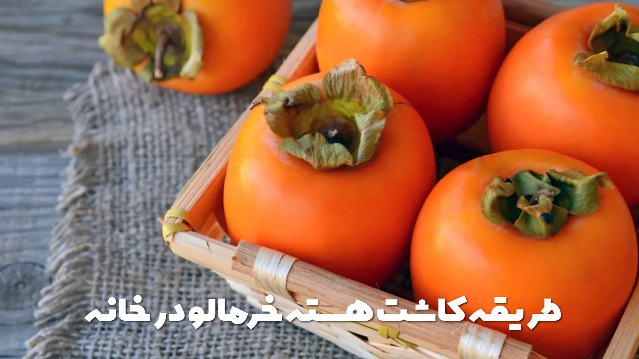 طریقه کاشت هسته خرمالو در خانه