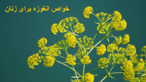 خواص انغوزه برای زنان