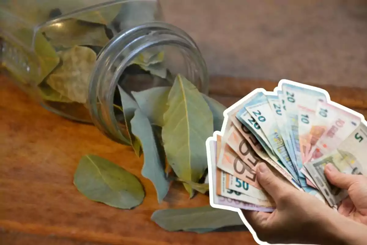 خواص برگ بو برای جذب ثروت