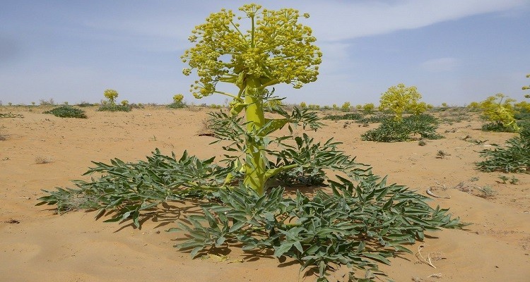 خواص انغوزه برای باردار شدن زنان