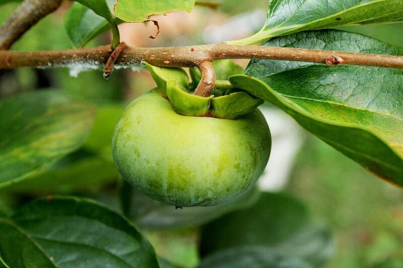آیا خرمالو باعث یبوست میشود؟