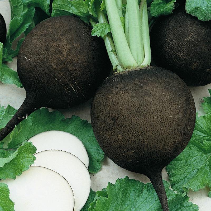 خواص ترب سیاه برای کلیه