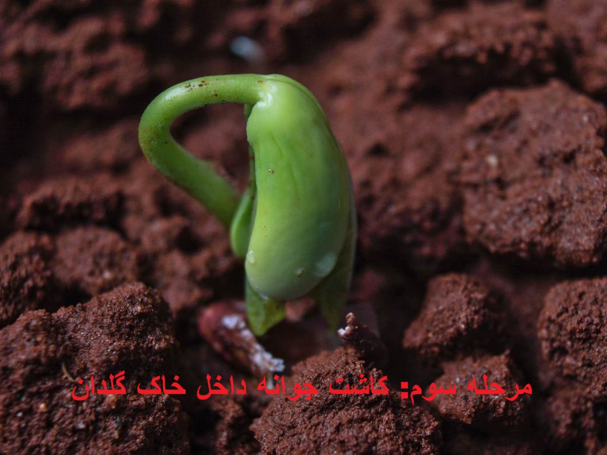 آموزش تصویری کاشت لوبیا