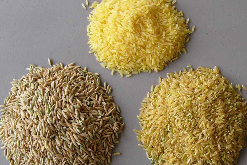 برنج کشت اول با کشت دوم چه فرقی دارد؟