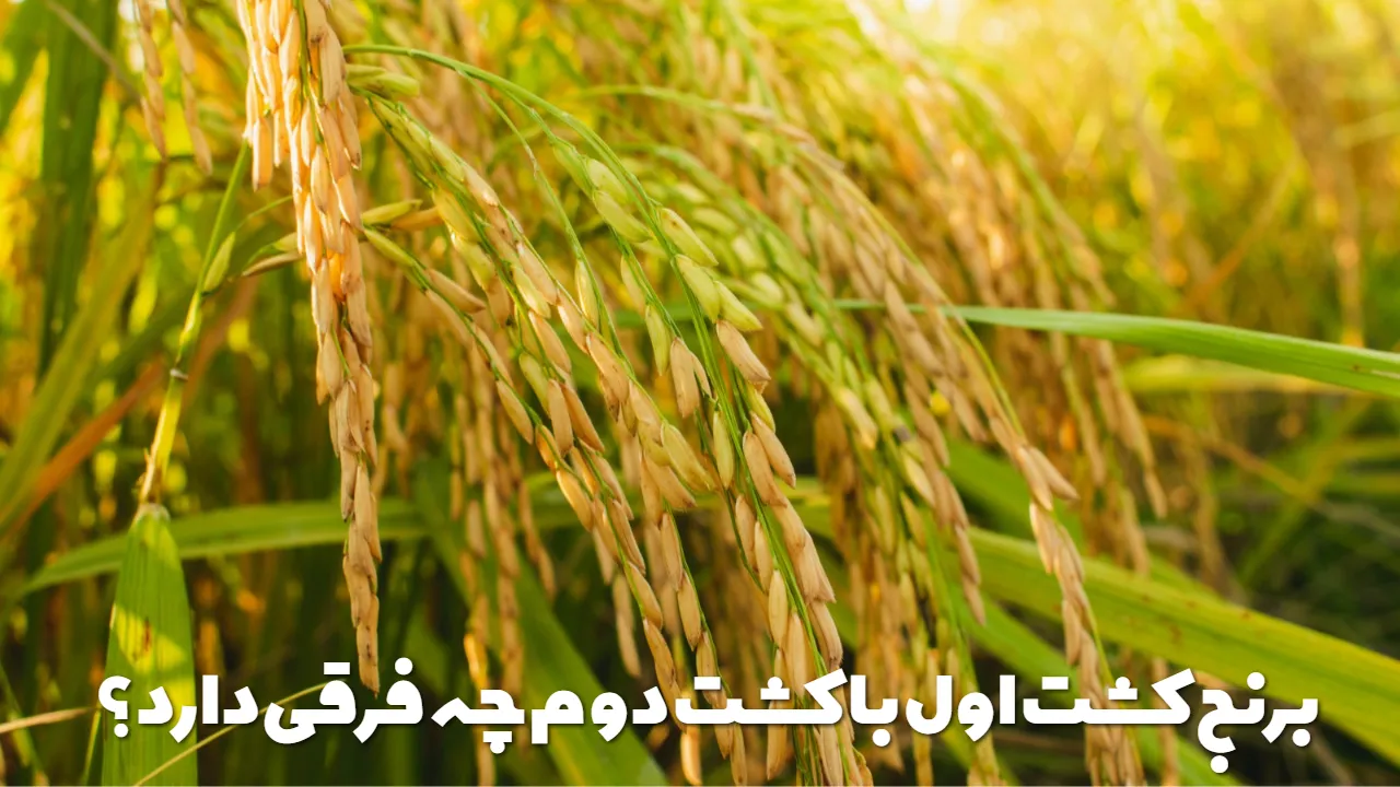 برنج کشت اول با کشت دوم چه فرقی دارد؟