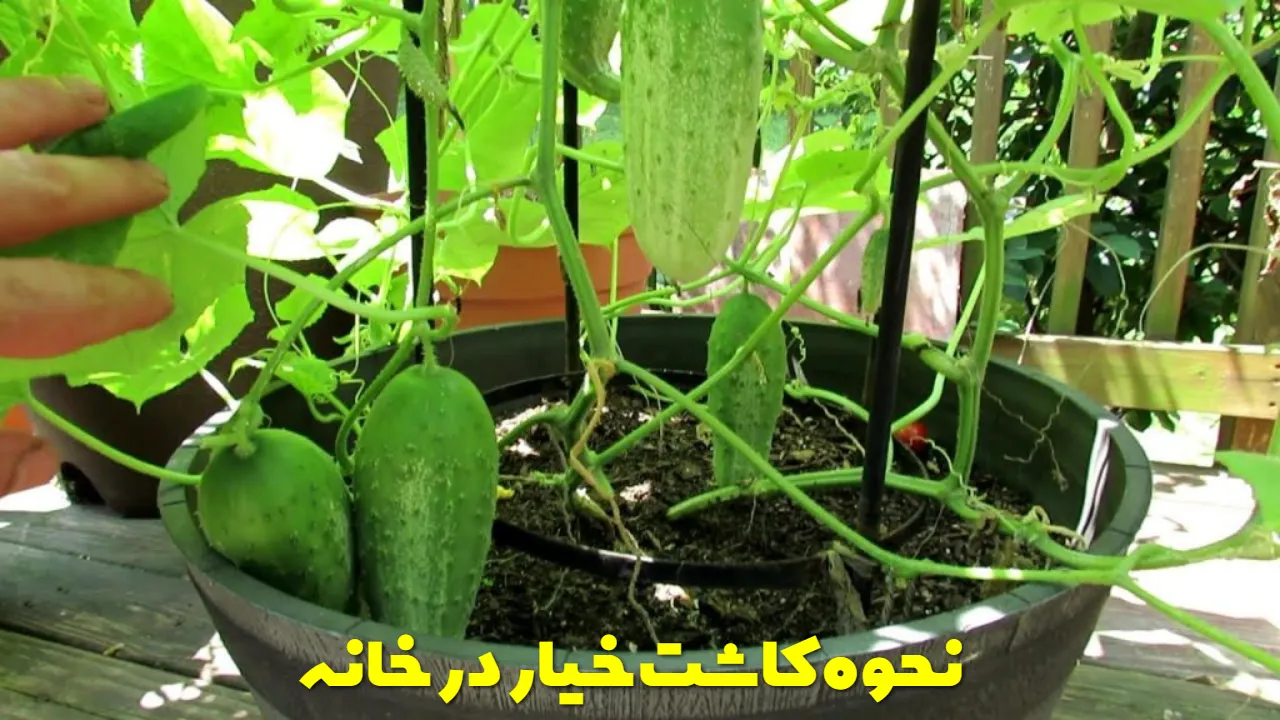 نحوه کاشت خیار در خانه