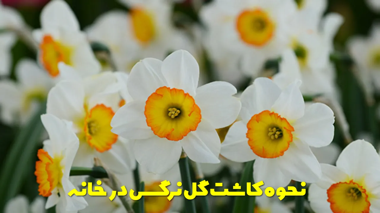 نحوه کاشت گل نرگس در خانه
