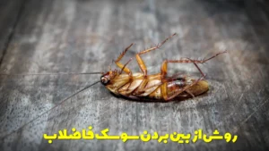 روش از بین بردن سوسک فاضلاب