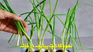 نحوه کاشت پیازچه در خانه