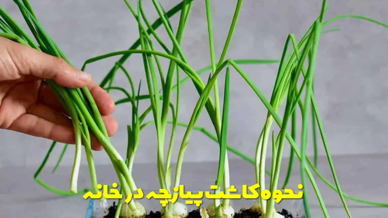 نحوه کاشت پیازچه در خانه