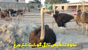 نحوه تشخیص تازگی گوشت شتر مرغ