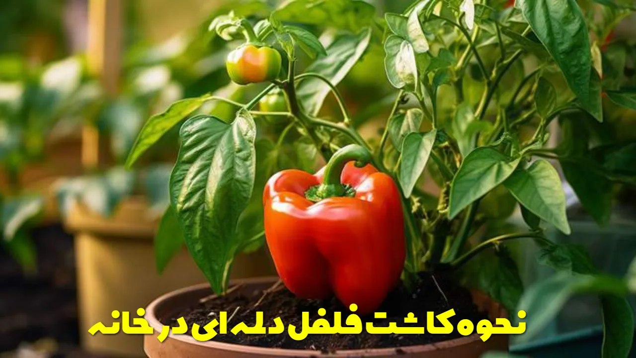 نحوه کاشت فلفل دلمه ای در خانه