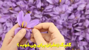 گلبرگ زعفران برای چی خوبه؟