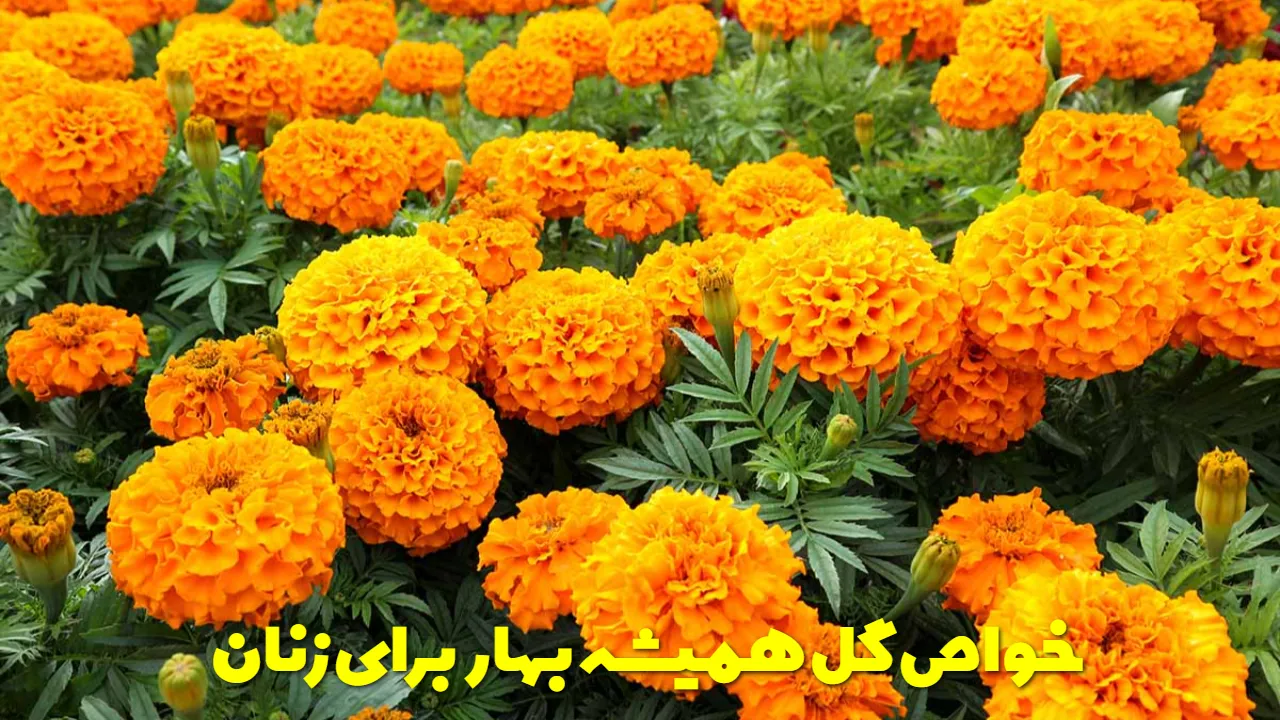 خواص گل همیشه بهار برای زنان