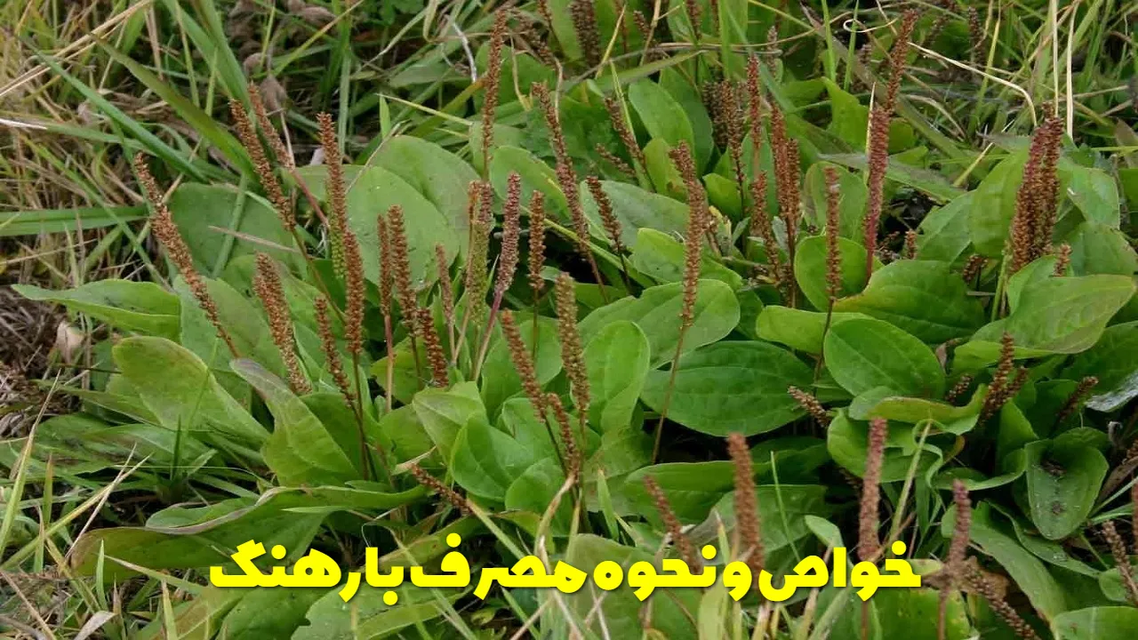 خواص و نحوه مصرف بارهنگ
