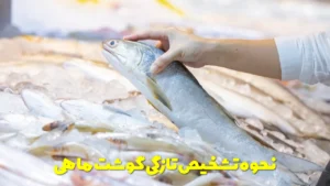 نحوه تشخیص تازگی گوشت ماهی