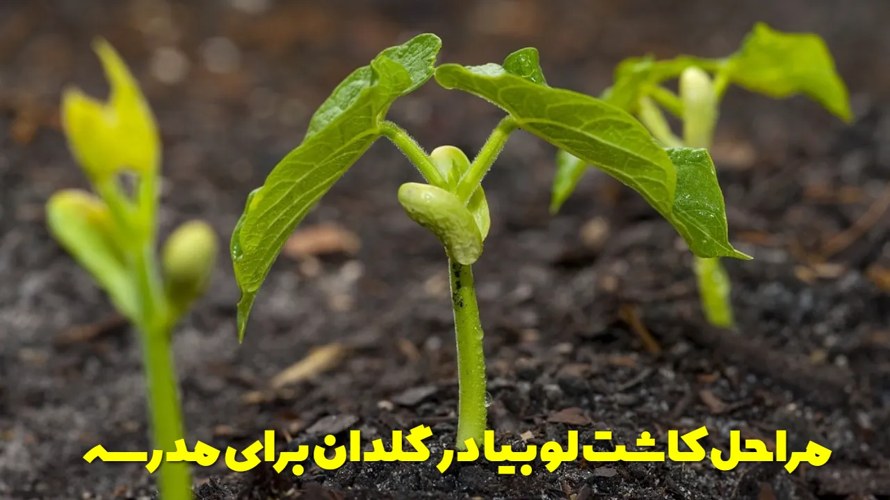 مراحل کاشت لوبیا در گلدان برای مدرسه