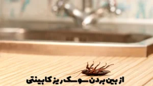 از بین بردن سوسک ریز کابینتی
