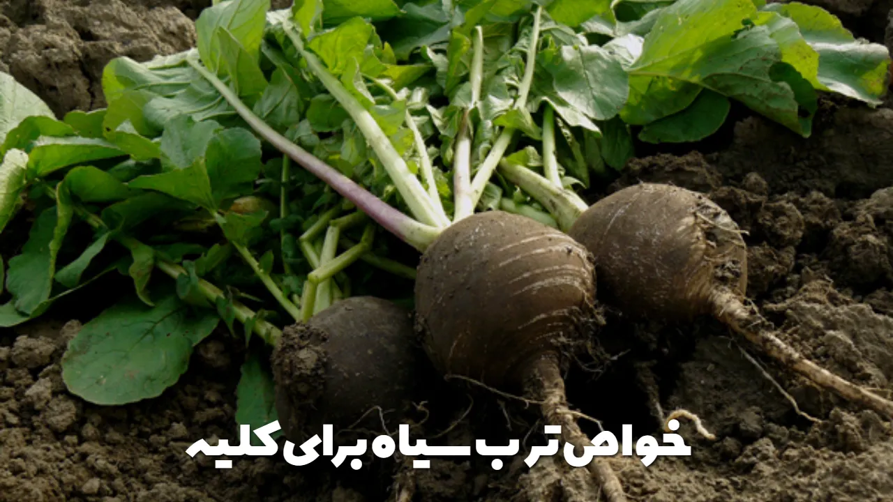 خواص ترب سیاه برای کلیه