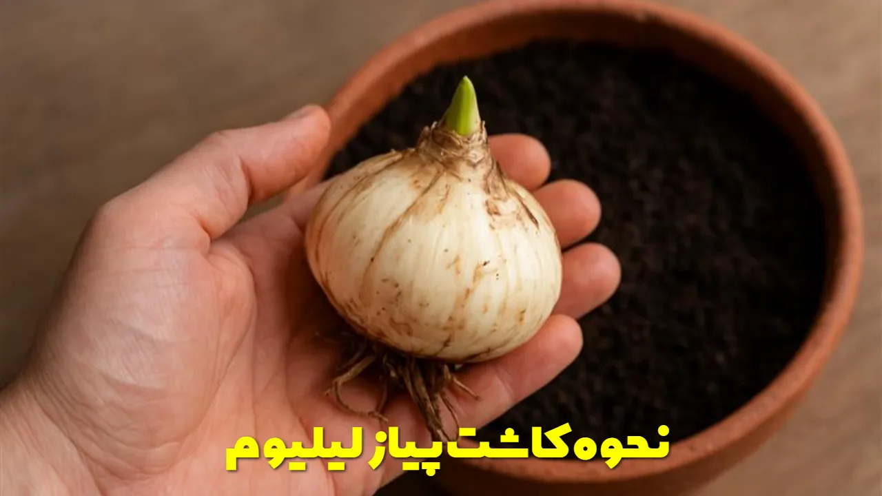 نحوه کاشت پیاز لیلیوم در گلدان
