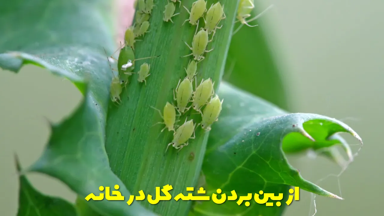 از بین بردن شته گل در خانه