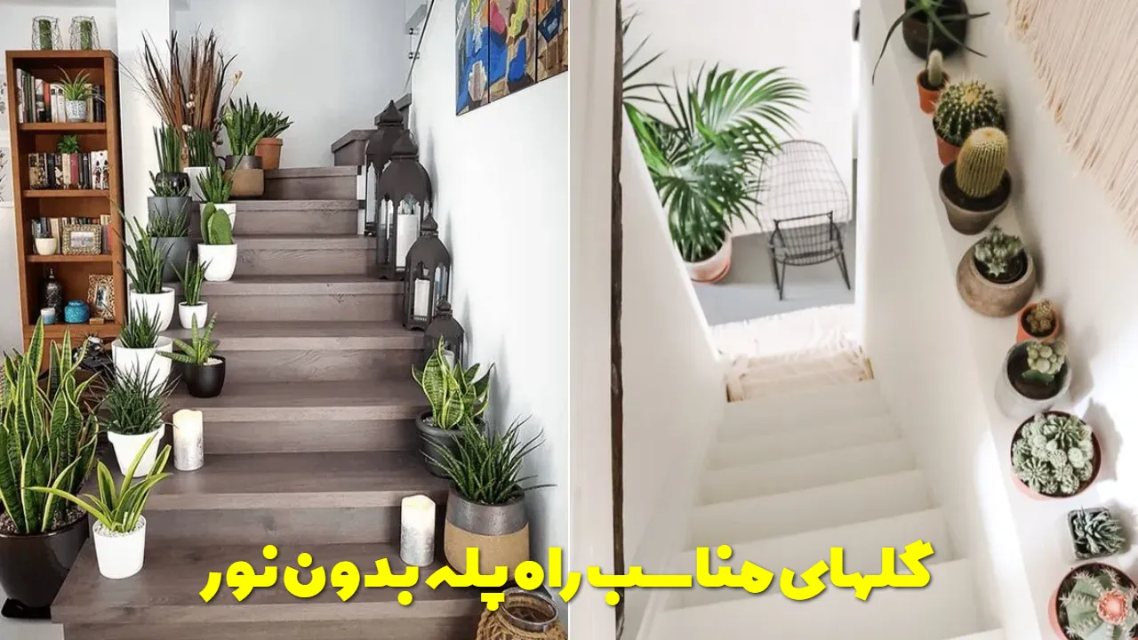 گلهای مناسب راه پله بدون نور