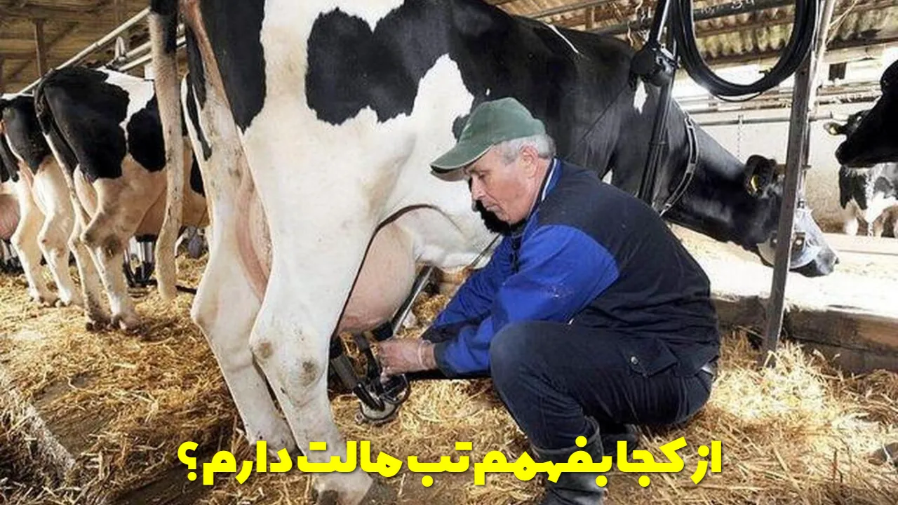 از کجا بفهمم تب مالت دارم؟