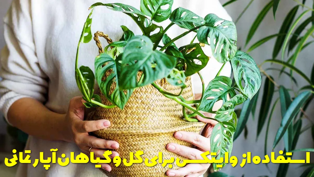 استفاده از وایتکس برای گل و گیاهان آپارتمانی