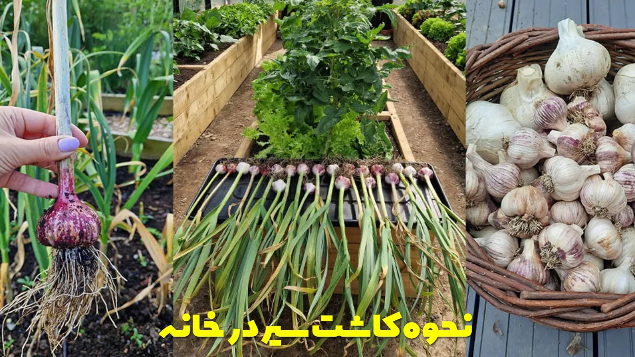 نحوه کاشت سیر در باغچه یا گلدان در خانه