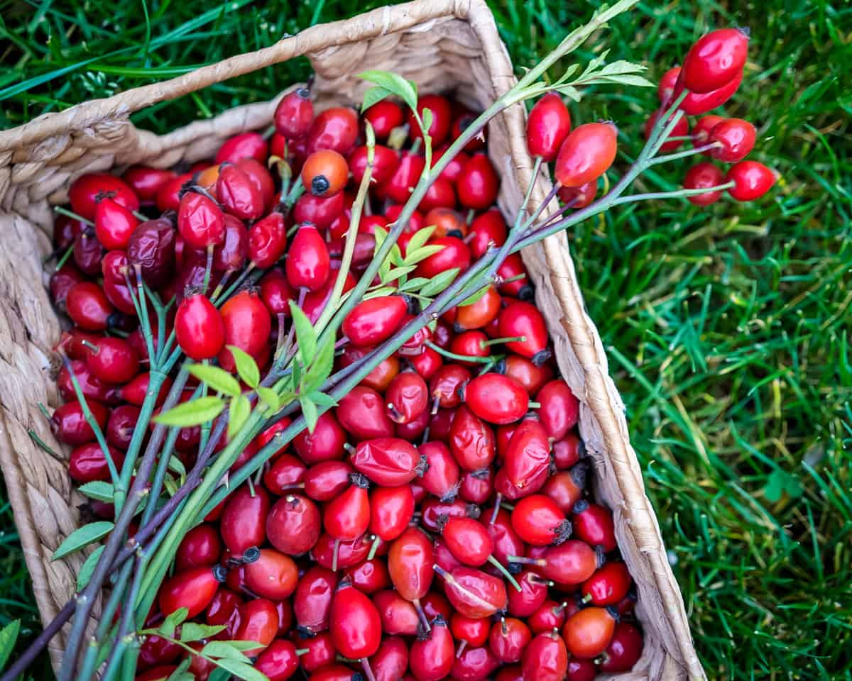 خواص میوه گل نسترن برای کبد