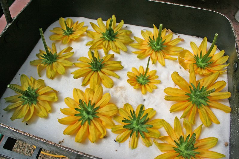 حفظ رنگ گل خشک شده