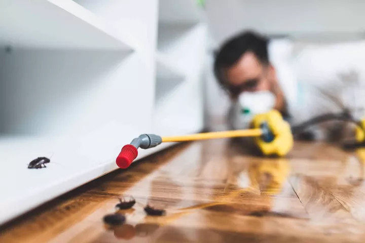 روشهای از بین بردن سوسک ریز کابینتی