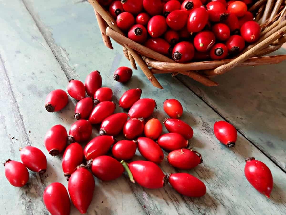 خواص میوه گل نسترن برای فشار خون