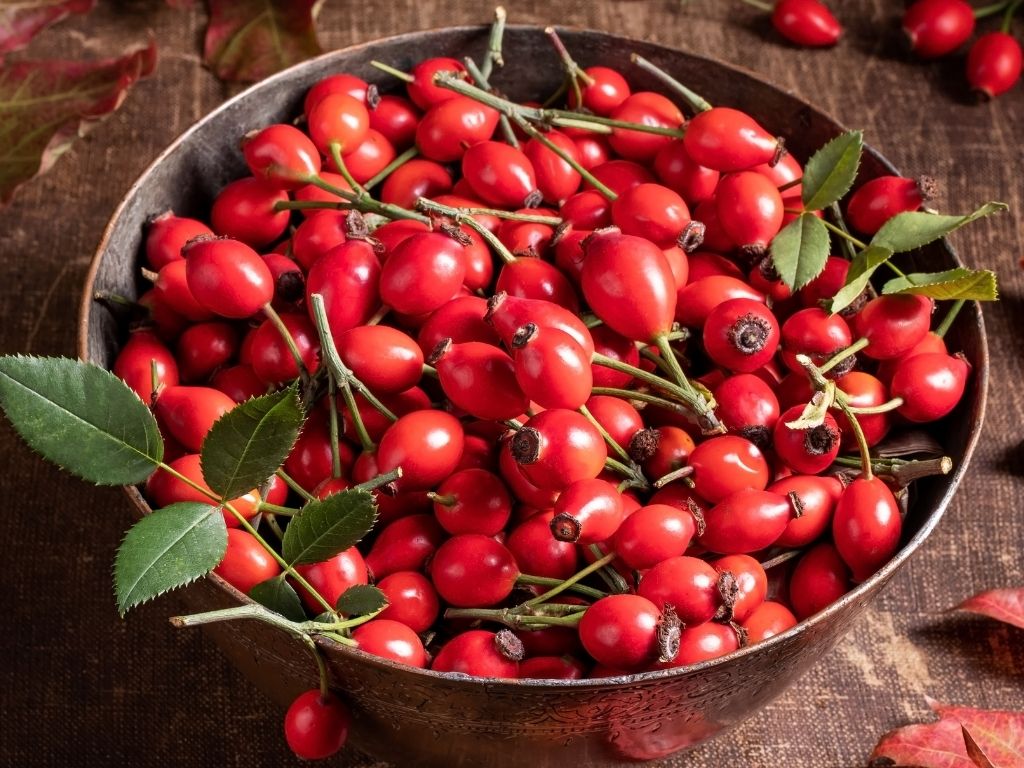 خواص میوه گل نسترن برای عفونت