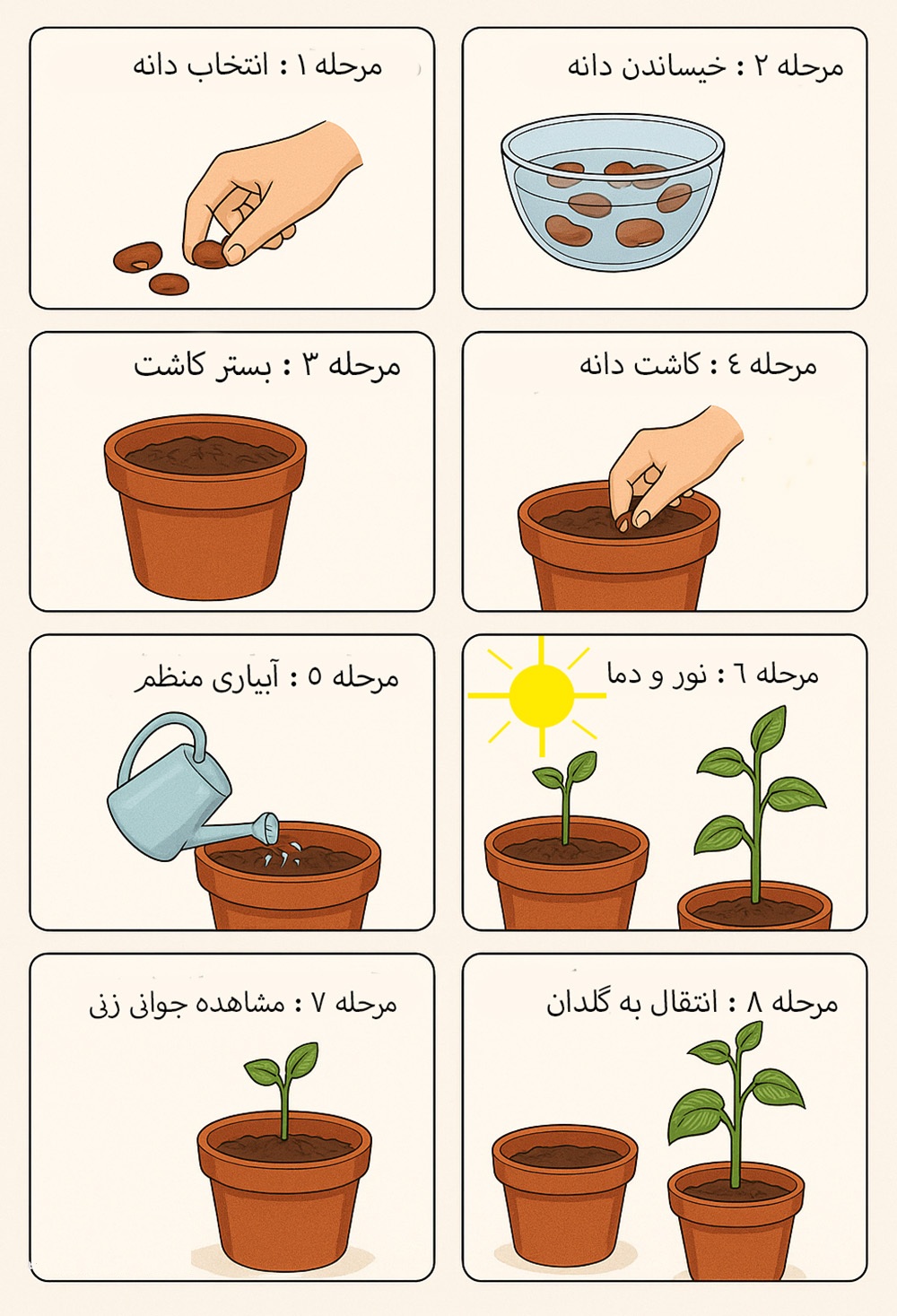 آموزش تصویری کاشت لوبیا